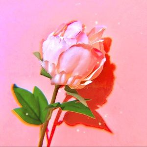 Meet your Posher, Noelle anne